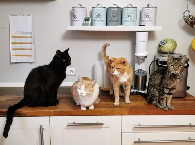 CryptoKitties（クリプトキティーズ）とは？始め方や遊び方