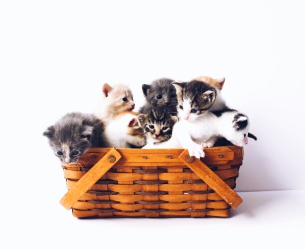 CryptoKitties（クリプトキティーズ）は稼げない？初期費用や稼ぎ方